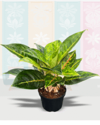 Green Papaya