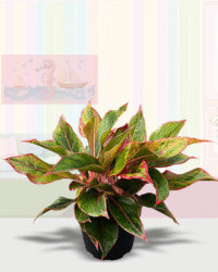 Red Siam