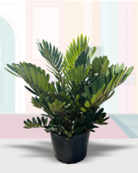 Cardboard Palm