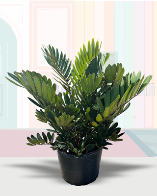 Cardboard Palm