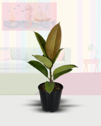 Shivereana