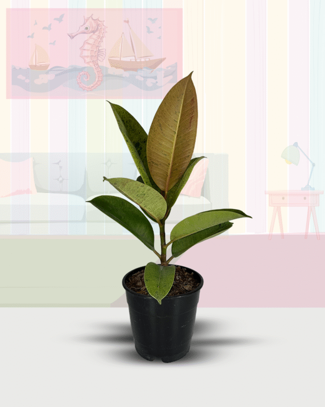 Shivereana