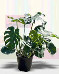 Monstera Deliciosa Bush
