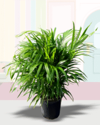 Areca