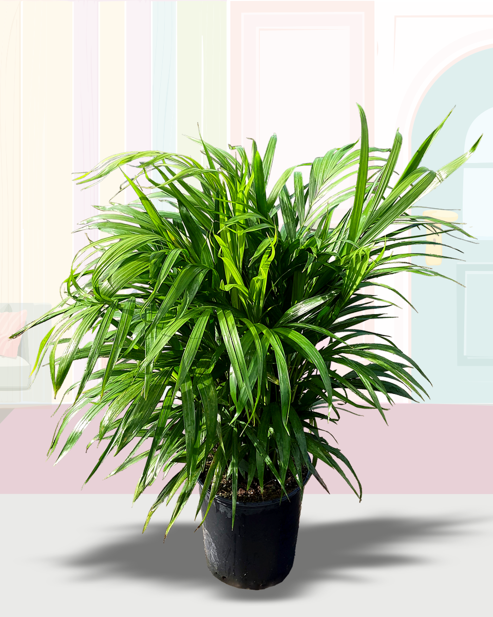 Areca