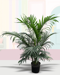 Majesty Palm