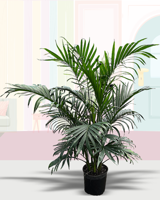 Majesty Palm