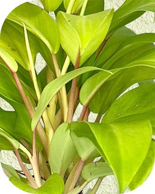 Lemon Lime - Image 2