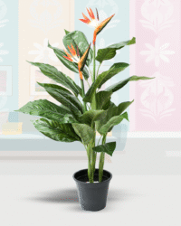 Bird of Paradise