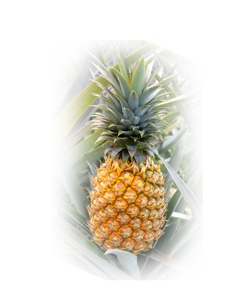 Pineapples!